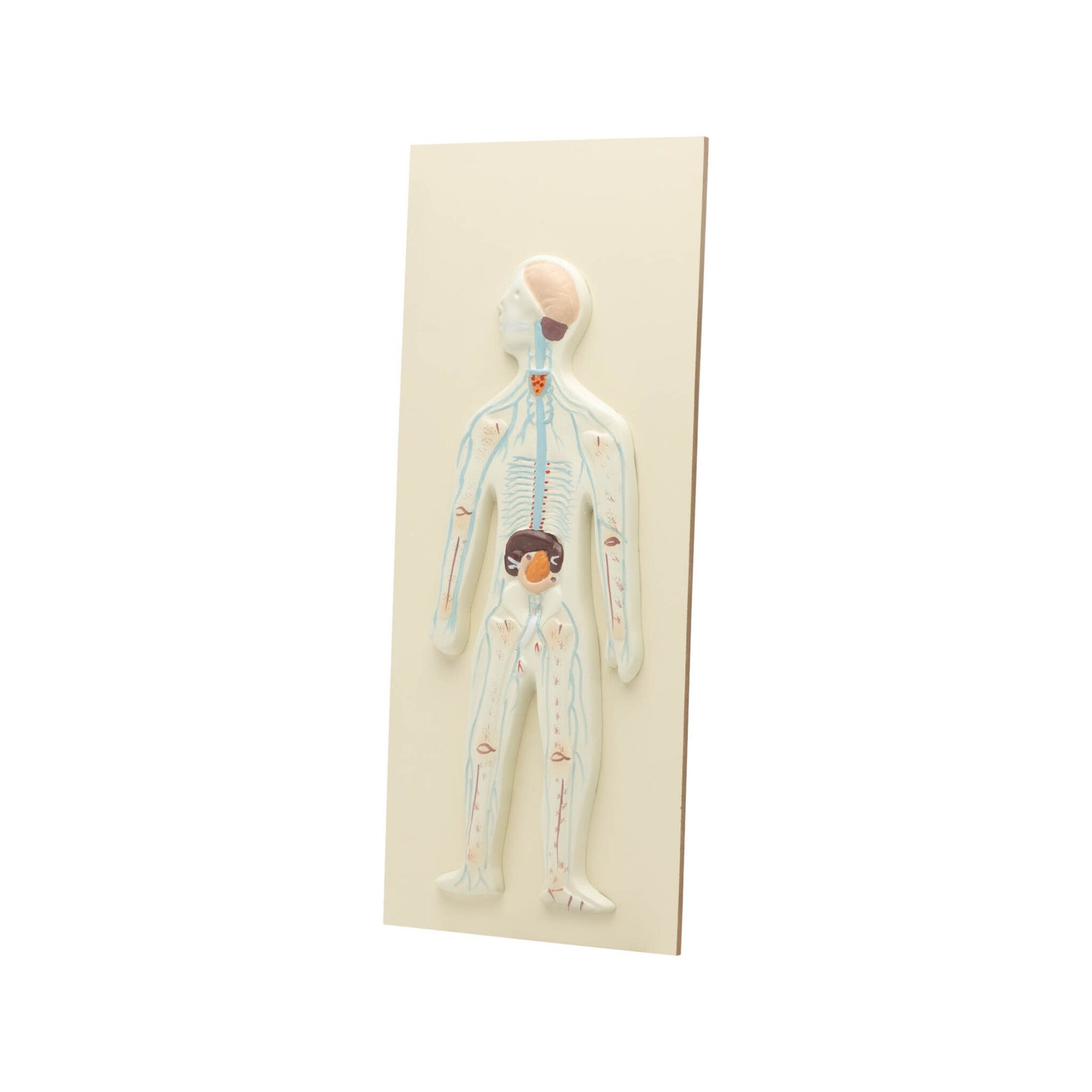 HUMAN NERVOUS SYSTEM MODEL-COMPACT SIZE - Scientific Lab Equipment ...