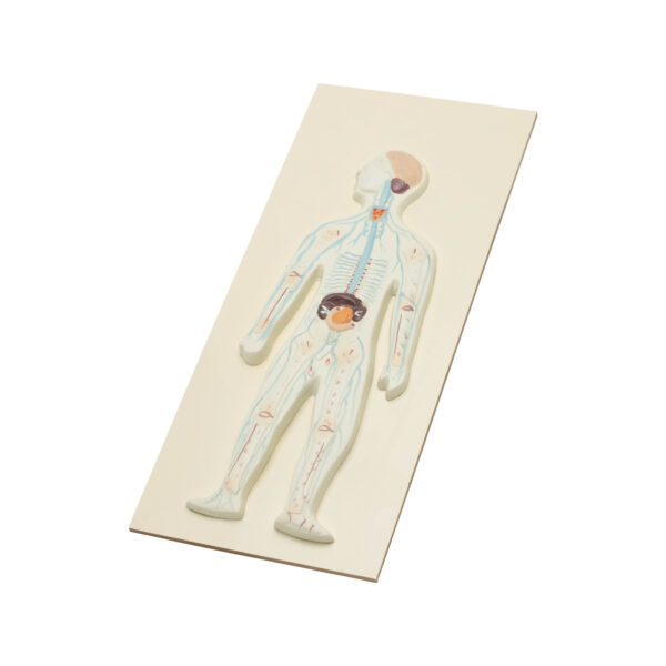 HUMAN NERVOUS SYSTEM MODEL-COMPACT SIZE - Image 2