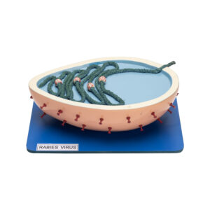 RABIES VIRUS