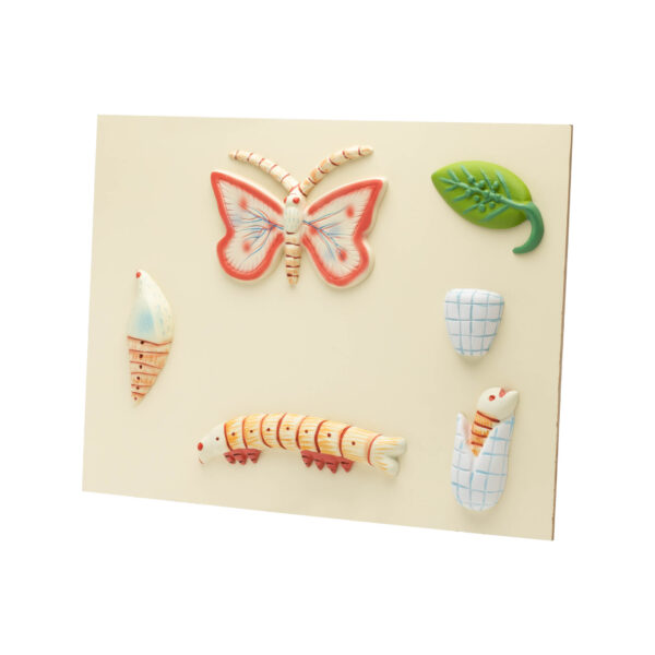 LIFE HISTORY OF BUTTERFLY MODEL - Image 2