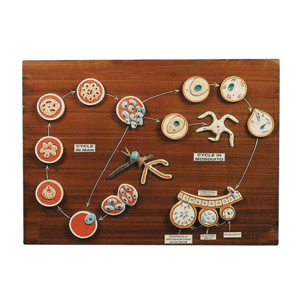 MALARIAL PARASITE LIFE HISTORY