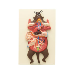 RAT DISSECTION