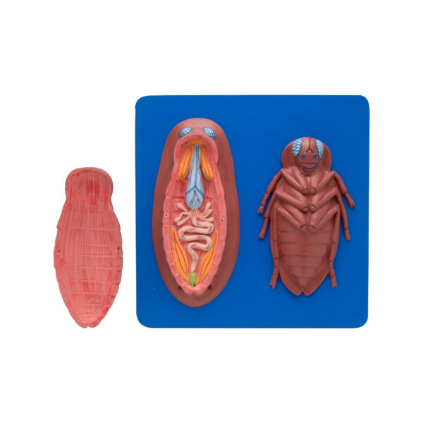 COCKROACH DISSECTED MODEL