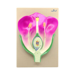 TYPICAL FLOWER L.S.