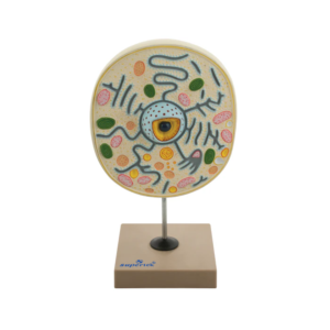 TYPICAL PLANT CELL