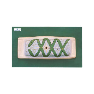 SPIROGYRA CELL