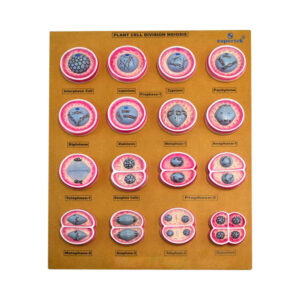 PLANT CELL DIVISION MASTER MODEL SET