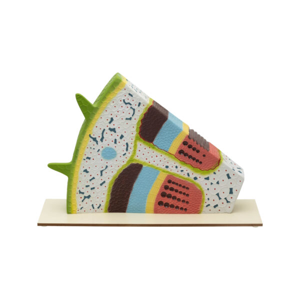 DICOT STEM ANATOMY MODEL- TRANSVERSE AND LONGITUDINAL SECTIONS