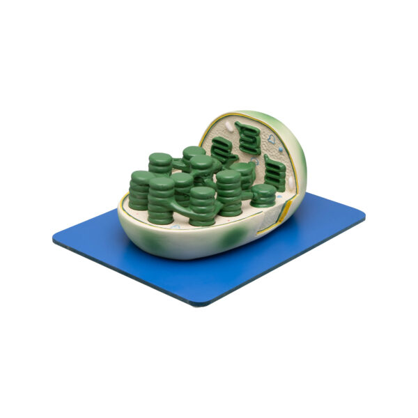 CHLOROPLAST MODEL - Image 2