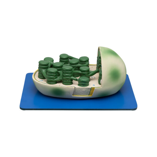 CHLOROPLAST MODEL - Image 3