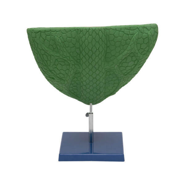 LEAF ANATOMY - Image 3