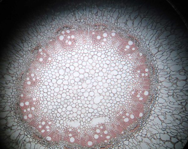 Angiosperm Roots