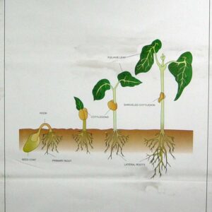 Botany Series IV