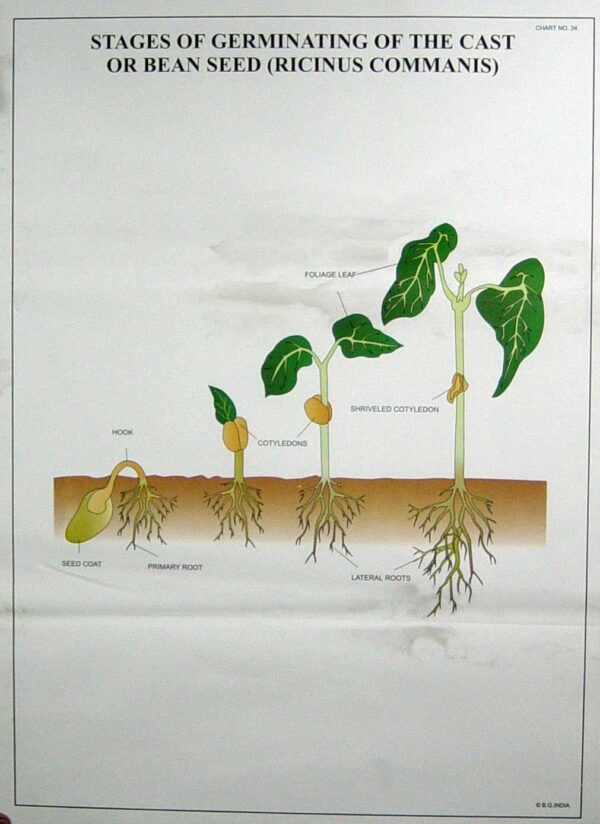 Botany Series IV