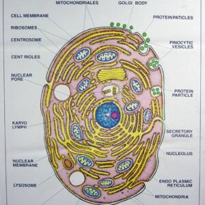 Zoology Series I