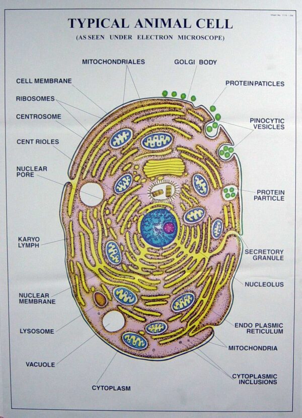Zoology Series I