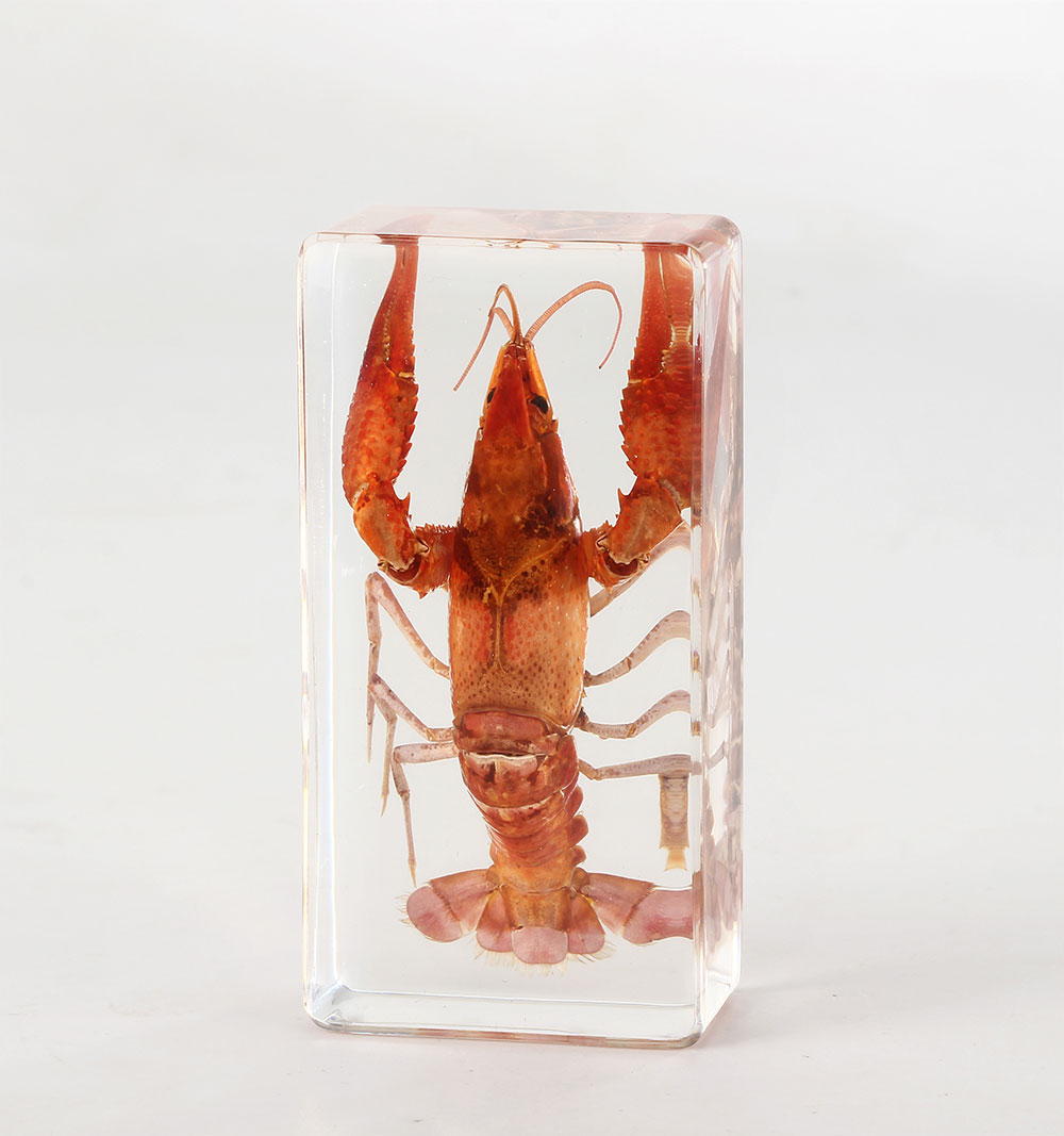 Animal Specimen - Image 3