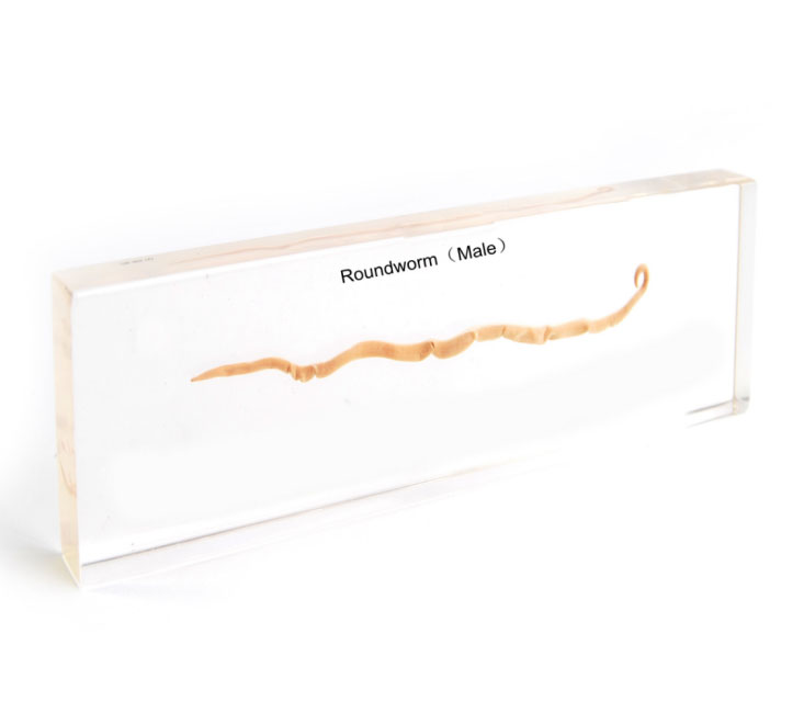 Animal Specimen - Image 4