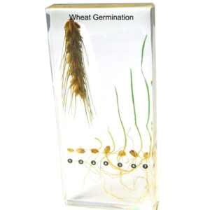 Germination & Dispersal