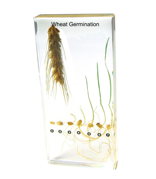 Pteridophyta - Image 3