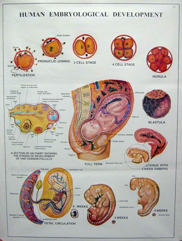 Human Reproduction Charts