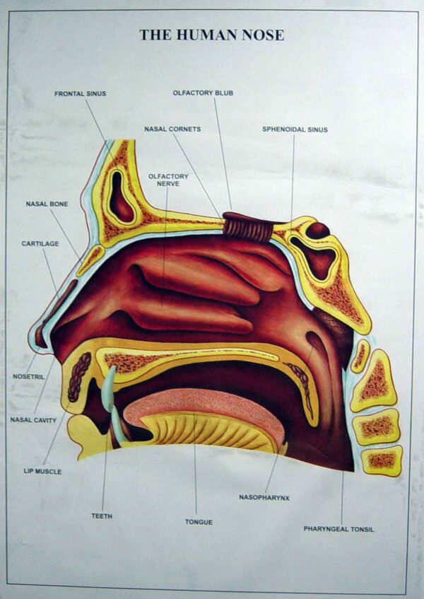 Human Physiology Charts