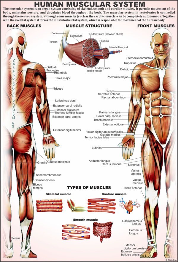 Types of Human Muscular Tissues