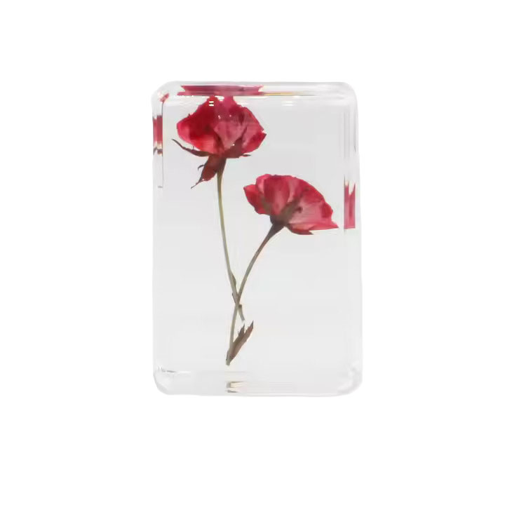 Pteridophyta - Image 2